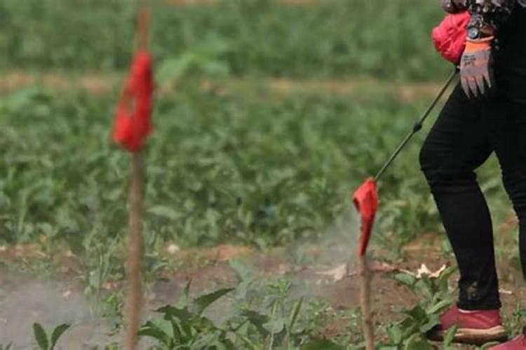 生根粉移栽的使用方法