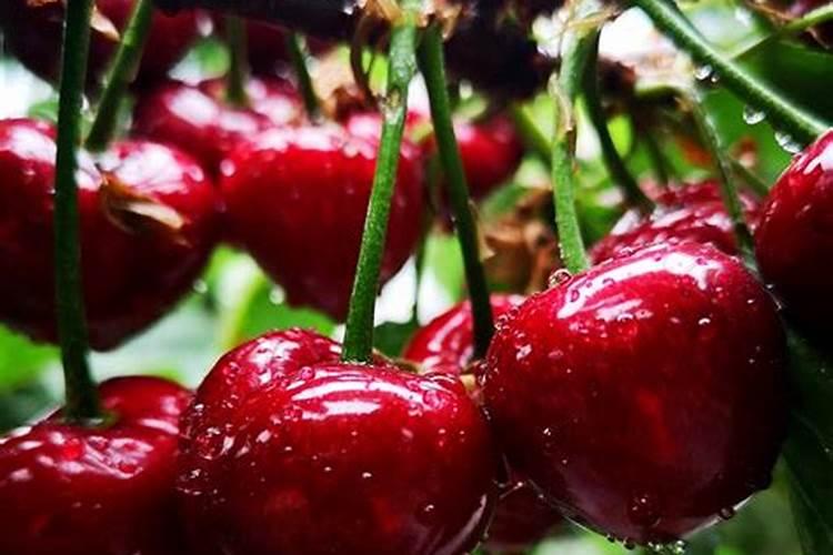 栀子花用什么肥料最好