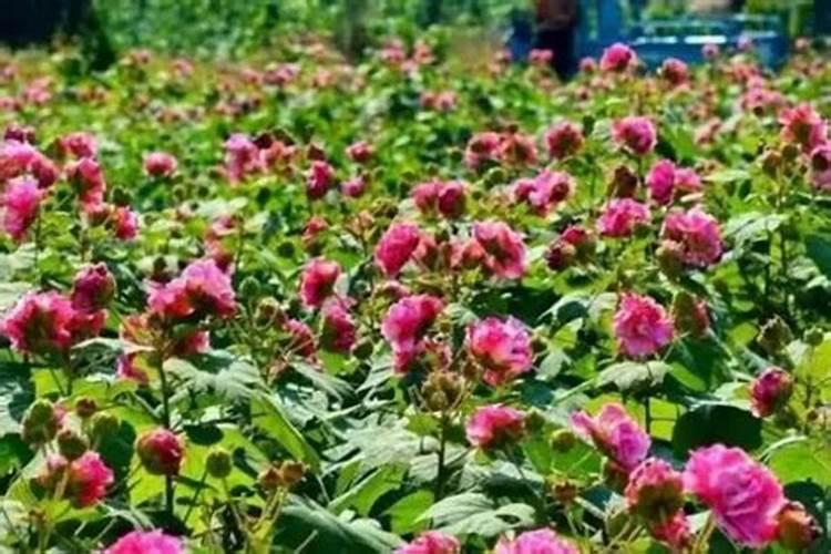 种白术用什么肥料最好