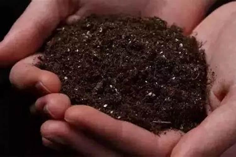 多肉植物的培养土怎么配