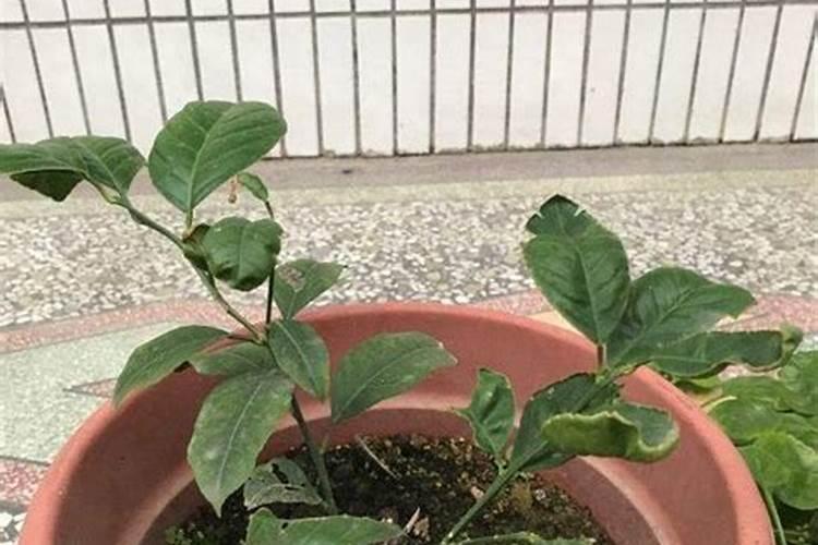 磷酸二氢钾香水柠檬能用吗