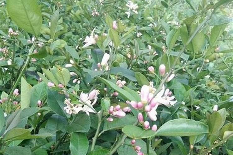 柠檬如何科学施肥？