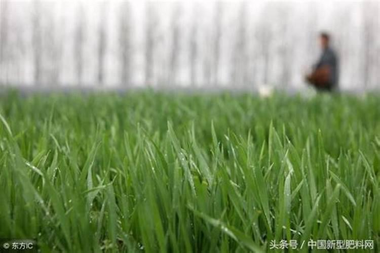 菜地收成不好是什么原因