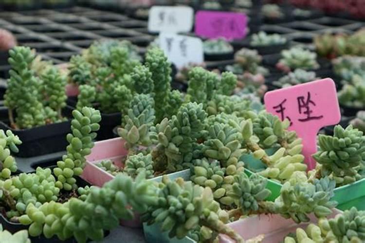 多肉植物能喷磷钾肥吗