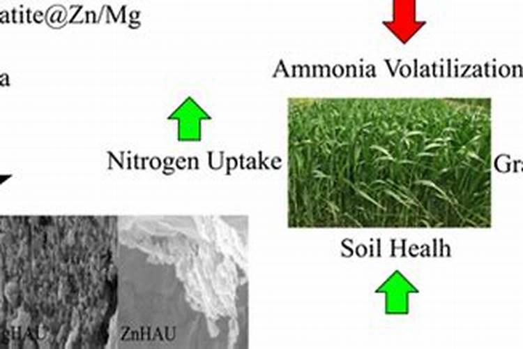 芒果下了以后施什么肥？