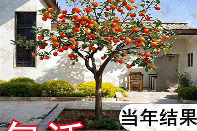 什么花喜欢磷酸二氢钾