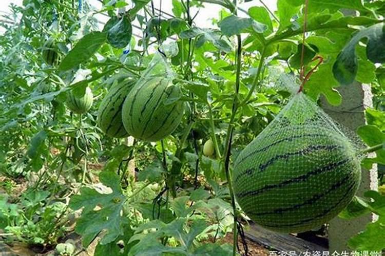 红小豆生长期需要喷施什么肥料？