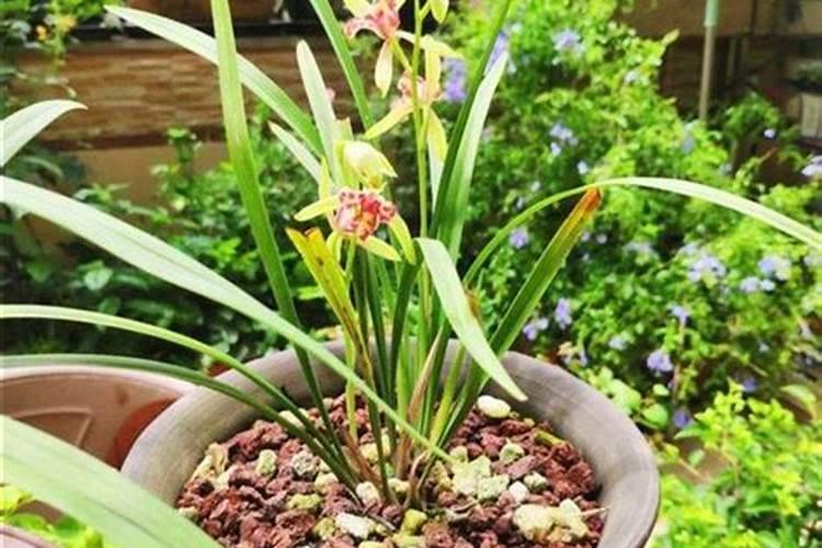 兰花用肥料哪种好