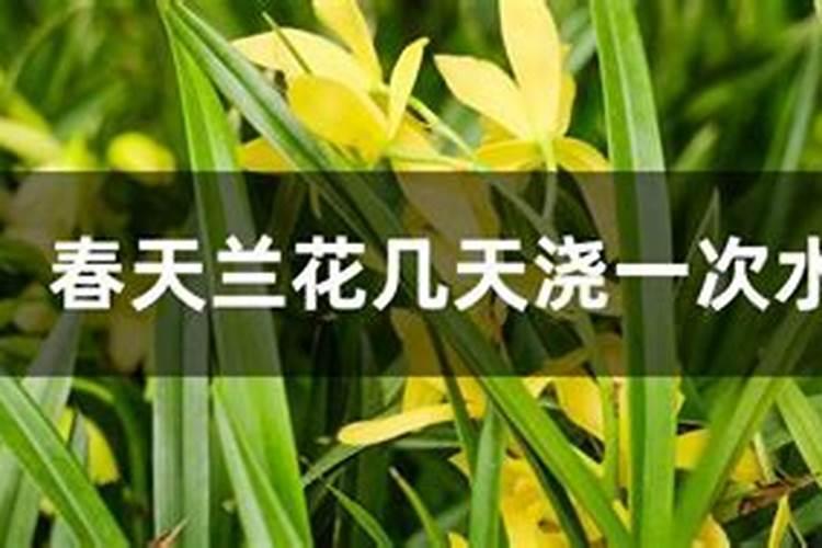 怎么给兰花施肥