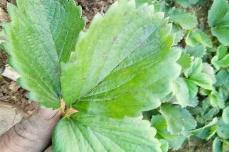 草莓膨大用什么肥料？草莓增甜膨果什么时候用肥比较好？