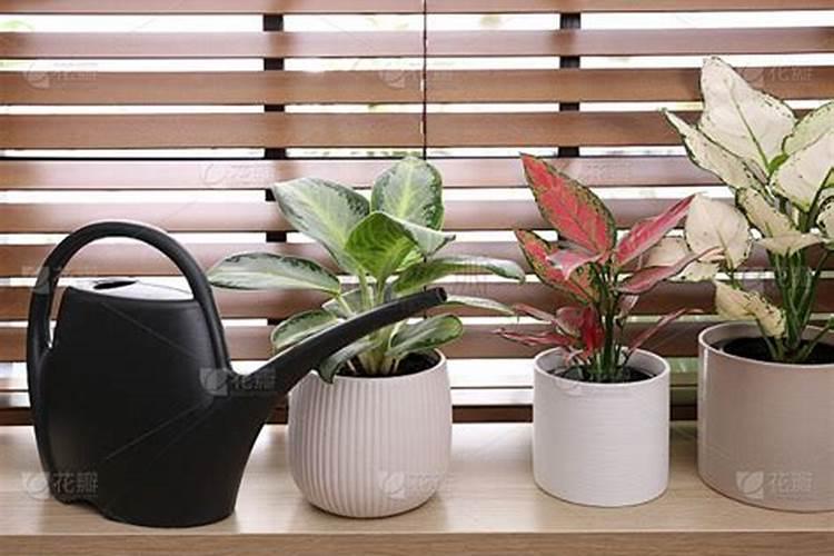 饼肥是氮肥还是钾肥