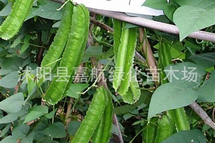 分析分析豆粕有机肥的优点与缺点分别是啥