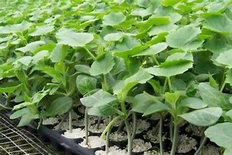 芸苔素给盆栽冲施可以吗？