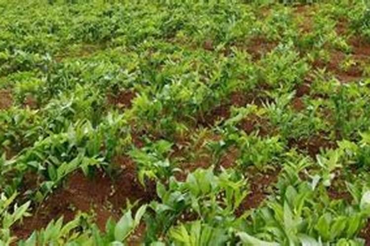 西红柿膨果肥用什么肥最好