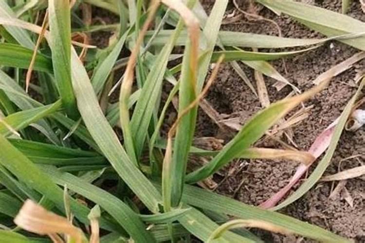 老面酵母谁更健康？真相曝光