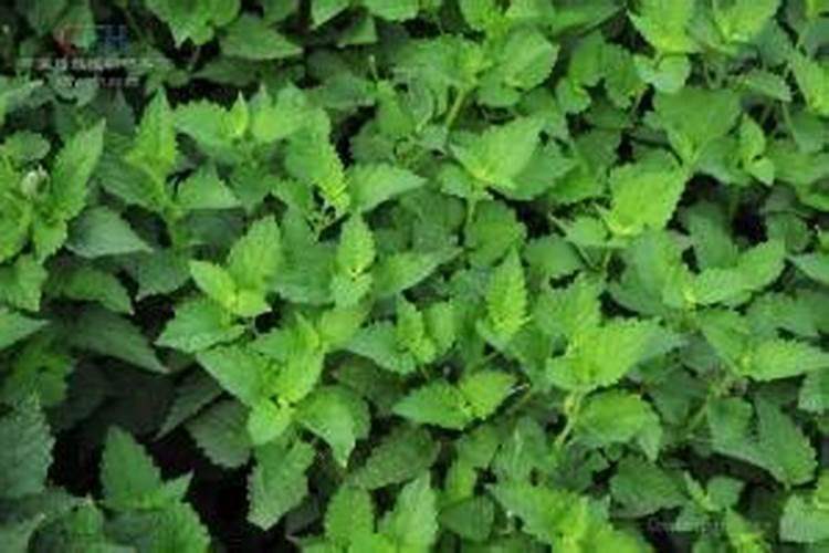 乌龟的壳有什么用途