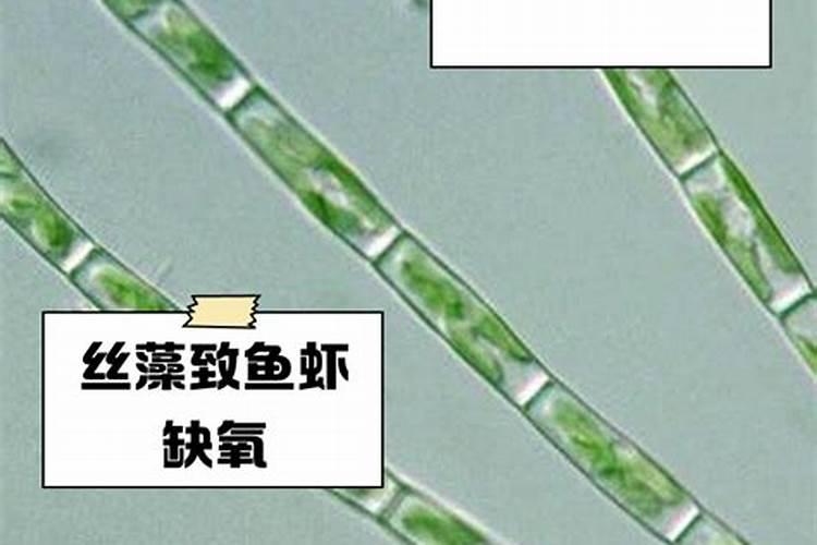 苹果保花保果用那些肥料好？苹果膨果期打什么叶面肥长的快？