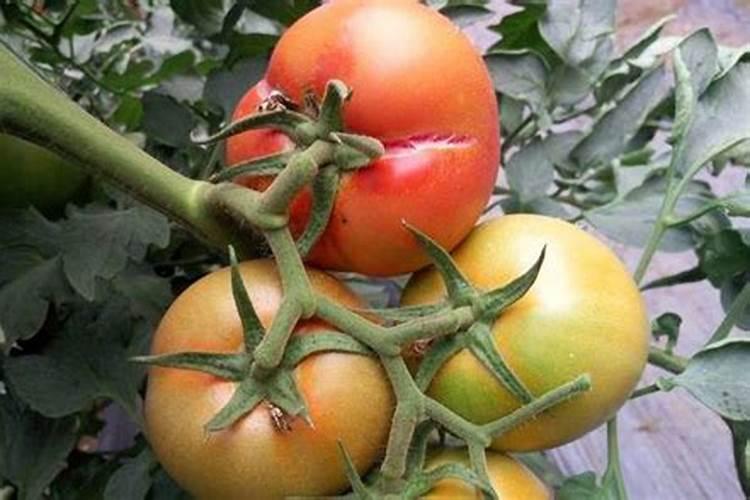 腐质酸对植物的作用是什么