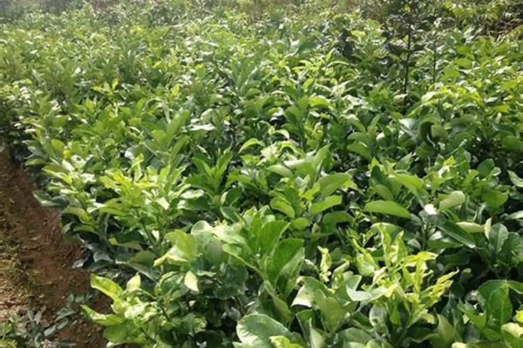 国投罗钾在罗布泊的生产基地有何独特之处？为何被称为“产业奇迹”？百 ...