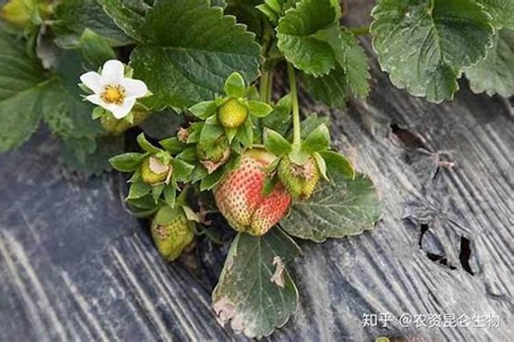 不同钾肥对食用菌产量影响