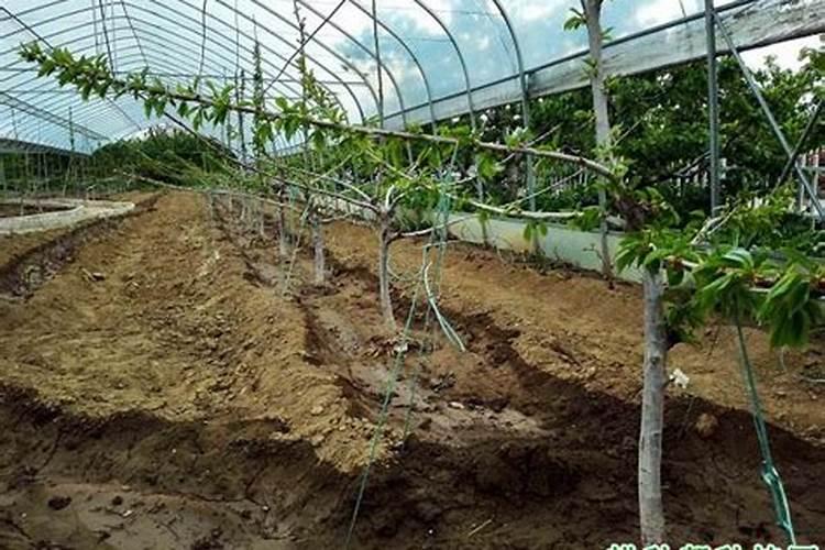 腐植酸水溶肥代替尿素可以吗