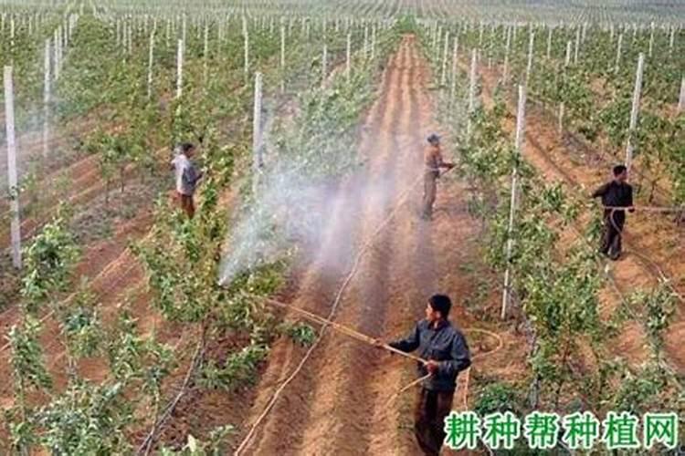 钾肥兑水可以灌溉吗？