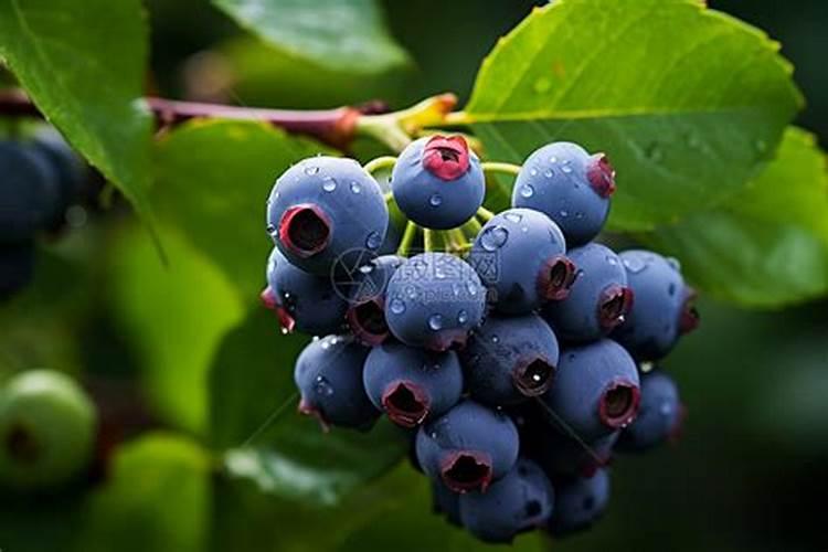 蓝莓盆栽的种植技巧,蓝莓如何养护