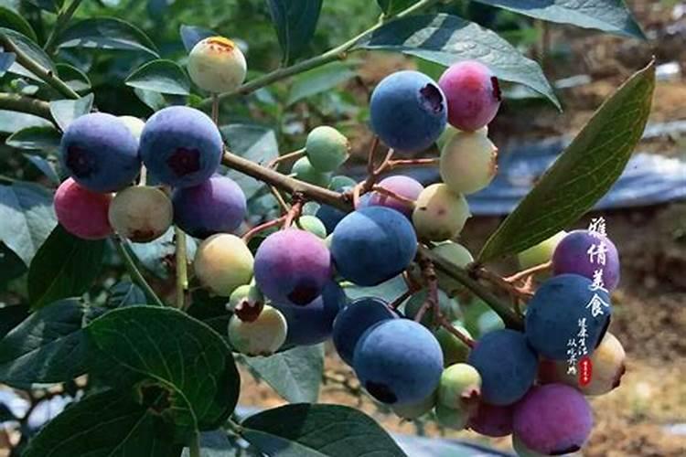 盆栽蓝莓的种植和养护方法