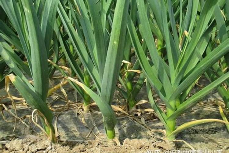 复合肥怎么用种花