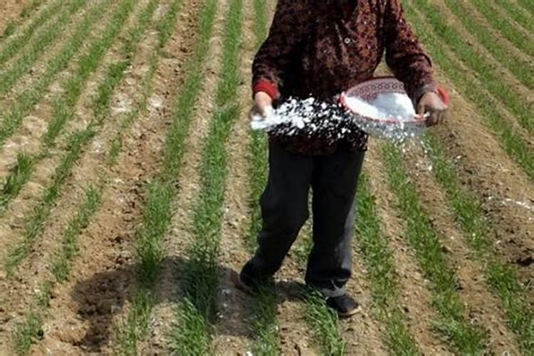 怎样用尿素给韭菜追肥