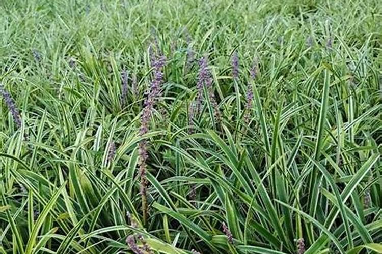 请问专家麦冬草这是得了什么病？采取什么措施能有效防治？