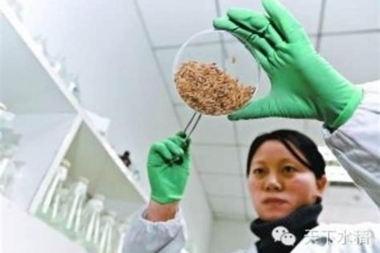 苏贝尔翠培三个十九水溶肥效果好吗