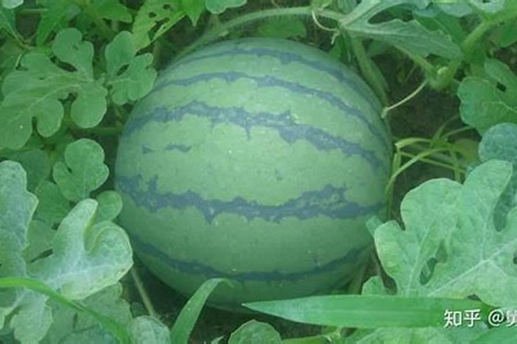 种黑美人西瓜的方法