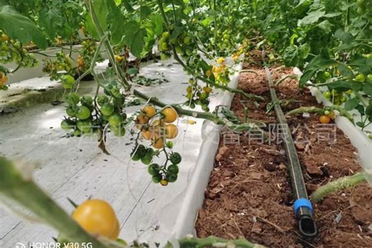 番茄的施肥方法