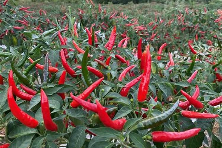 抗寒抗旱的肥料是什么