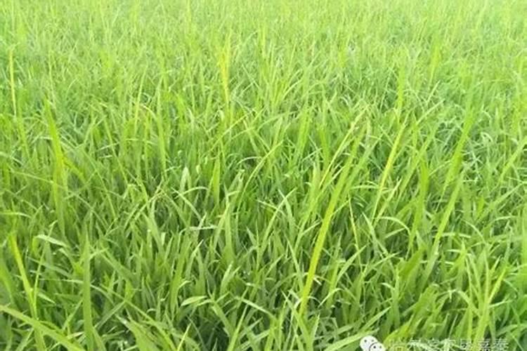 西红柿要浇什么肥料