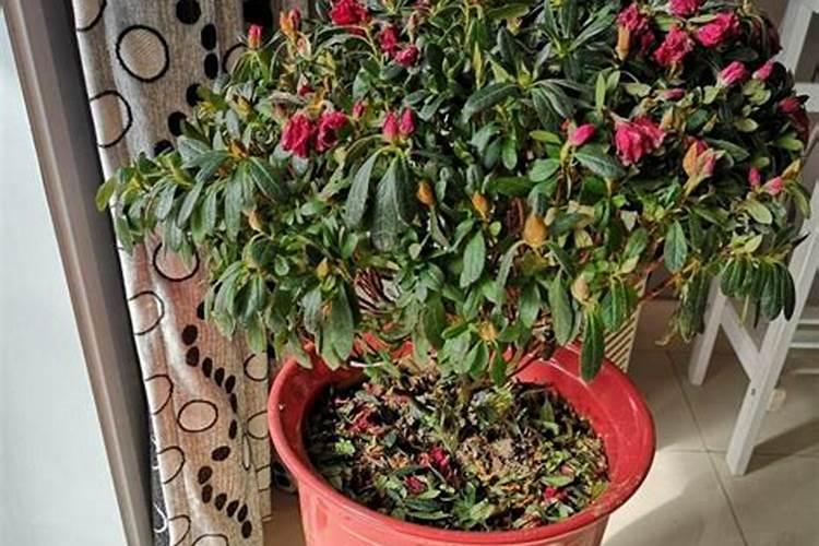 过量使用化肥有哪些危害？该怎么处理呢？