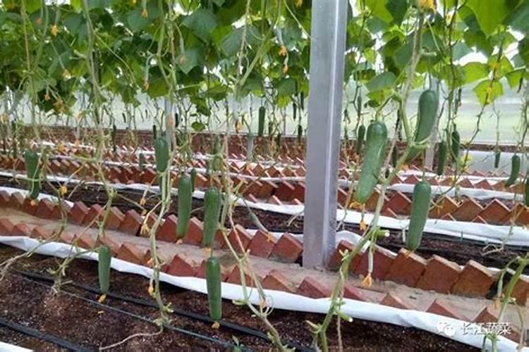 夏季高温天气,管理好果蔬水肥,结果多的摘不完