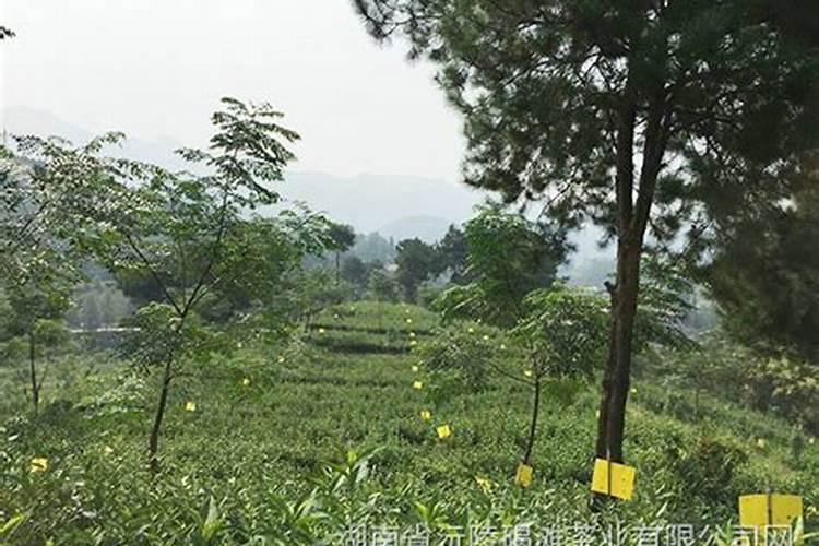 冬小麦底肥用什么化肥