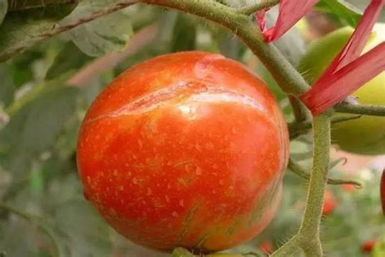 种玉米怎么施肥效果好