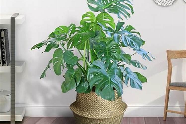 龟背竹的习性是怎样的 龟背竹的习性