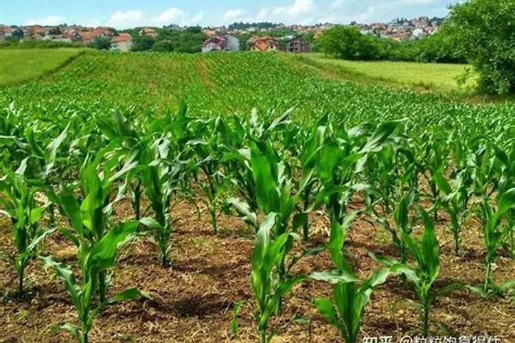 玉米授粉期可以打叶面肥吗