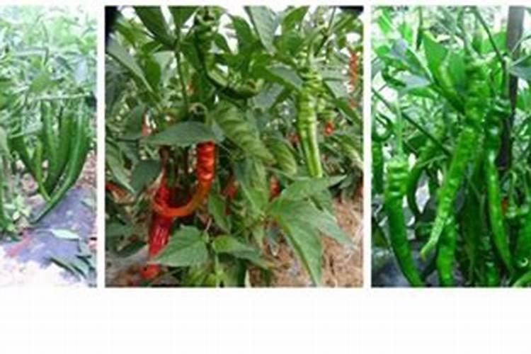辣椒不同生育期对养分有什么要求？