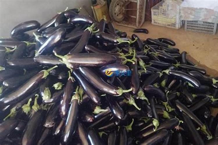 为什么茄子只开花不结果呢