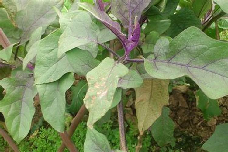 芸苔素在长茄上能否使用