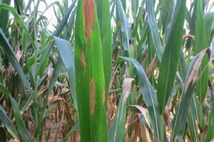 杏树几月施肥师什么肥最好