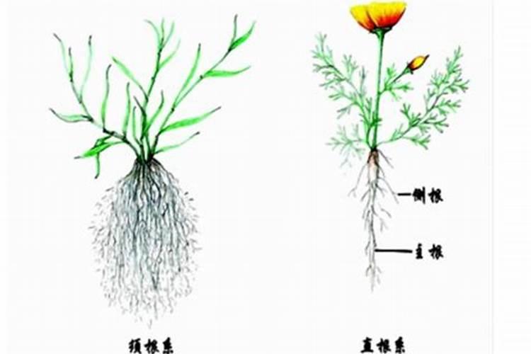 矿源黄腐酸钾市场多少钱？矿源黄腐酸钾品牌哪个好？矿源黄腐酸钾哪里有...