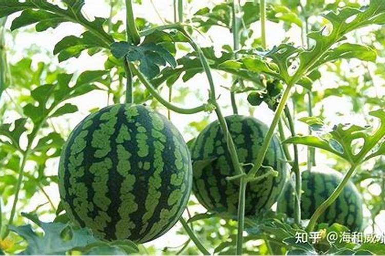 种植西瓜,主要步骤是什么？