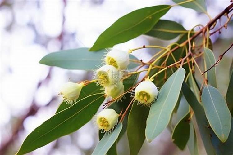 桉树需要施肥吗？