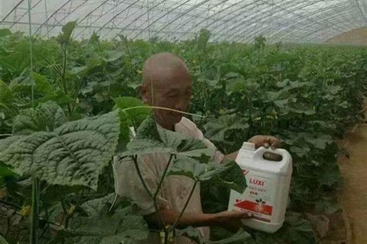 中量元素水溶肥使用方法